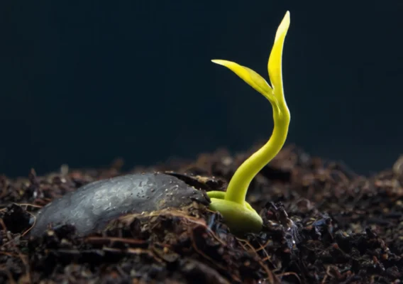 Softkingo in 2020 - The Beginning